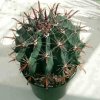 Ferocactus_herrerae